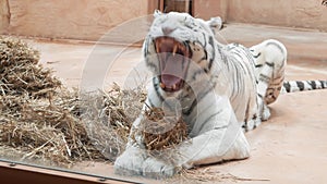 Big and mighty white Bengal Tiger yawns and winks