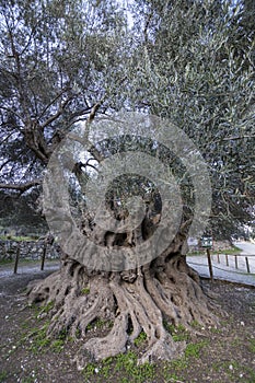 Big millenary olive tree near the antique city of Azoria photo