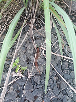 Big millipede