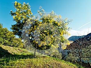 Big mimosa& x27;s tree blooming, A big mimosa& x27;s tree in a public garden in France photo