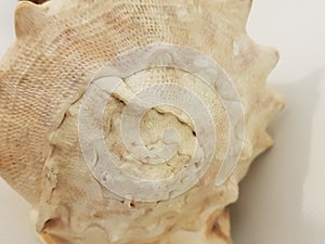 Big Mollusc shell
