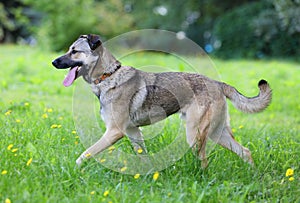 Big mongrel dog runs on the green grass in a city park