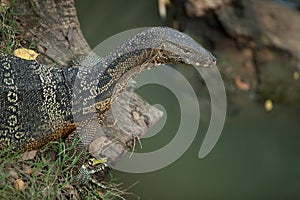 big monitor lizard