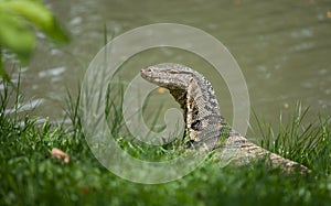 the big monitor lizard