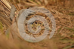 Big monitor lizard in Sundarbans in India