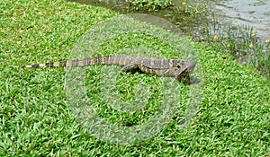 Big monitor lizard, varanus on the grass