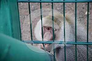 Big monkey in the aviary of the zoo