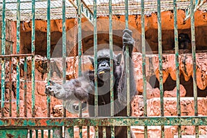 big monkey in cage