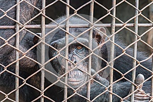 big monkey in cage