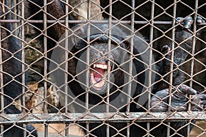 big monkey in cage