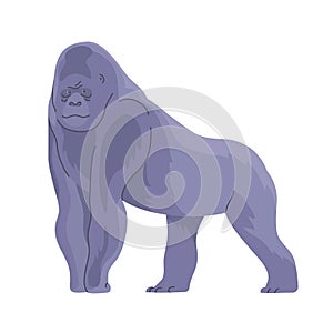 Big monkey gorilla on a white background