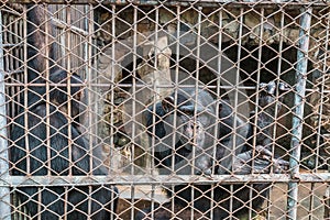 big monkey look at camera