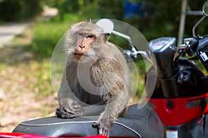 Big monkey sitting on a motorbike in jungle, Koh Chang island, Thailand. Travel and tourism.