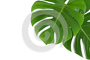 Big Monstera leaves on white background