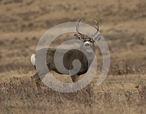Big Montana mule deer buck during the rut