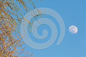 Big moon in the blue sky, A Blur Branch in The Foreground