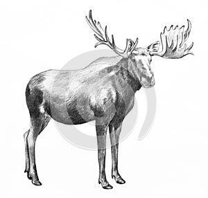 Big moose with antlers, hand drawn illustration