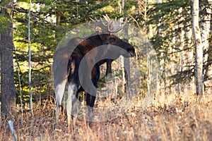 Big Moose bull with antlers is standing in the autumn forest