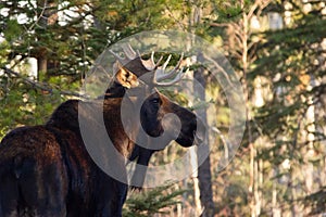 Big Moose bull with antlers is standing in the autumn forest