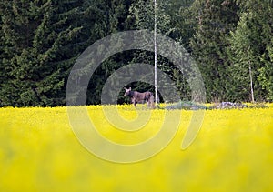 Big moose standing in a yellow flower field.
