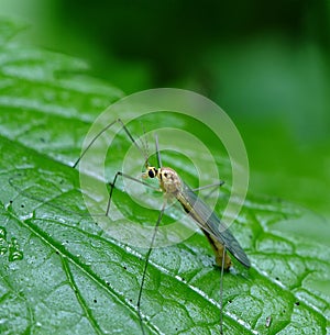 Big mosquito(Culicidae)