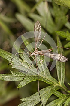 Big mosquito on green leaf