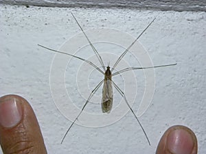 A big mosquito perched on a white wall.