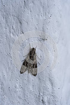 Big moth on white stone wall, Tanzania, Africa. Close up