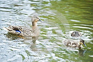 Big mother duck walks with her two children ducklings in the pond.