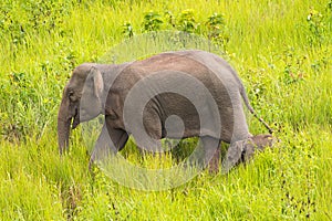 Big mother elephant walking with her young small baby in high green grass