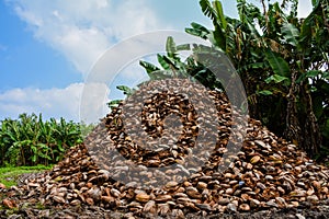 Big mountain of coconut`s shells