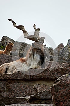 Big mountain Markhor with long twisted horns on top of a rock