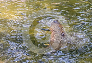 A big mouse Capybara relaxing in water