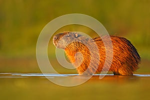 Big mouse in the water. Capybara, Hydrochoerus hydrochaeris, biggest mouse in the water with evening light during sunset, animal