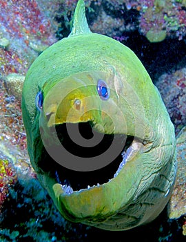 Big mouth Eel