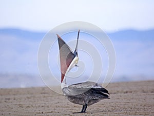 BIG MOUTH PELICAN