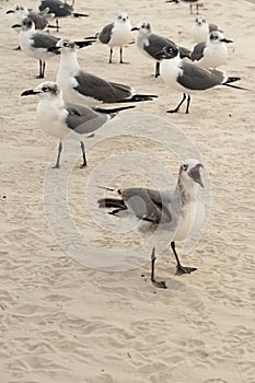 Big Mouthed Seagull