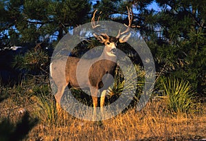 Big Mule Deer Buck