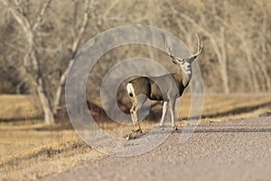 Big mule deer buck
