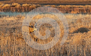 Big Mule Deer Buck in Autumn