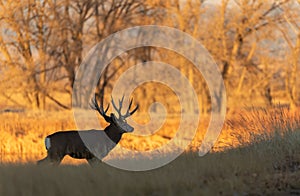 Big Mule Deer Buck in Fall in Colorado