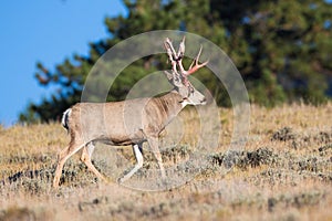 Big mule deer buck coming out of velvet