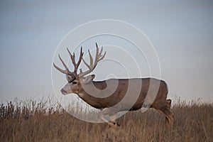 Big Mule Deer Buck in the Fall Rut