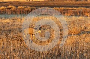 Big Mule Deer Buck in the Fall Rut