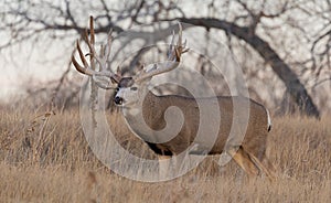 Big Mule Deer Buck in Autumn