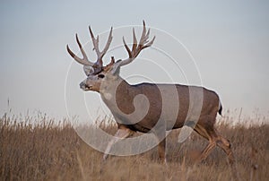 Mule Deer Buck in the Fall Rut