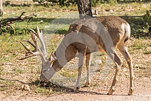 Big Mule Deer Buck in Forest