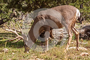 Big Mule Deer Buck Grazing