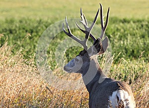 Big mule deer buck