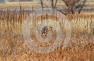 Big Mule Deer Buck in Rut